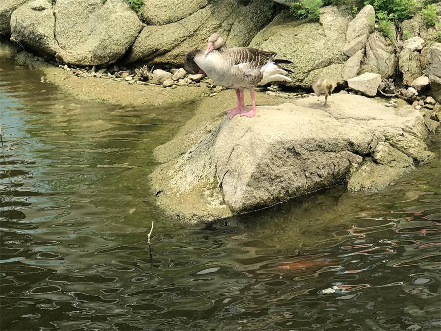 天鵝湖風(fēng)景區(qū)（泰山）速覽！(圖15)